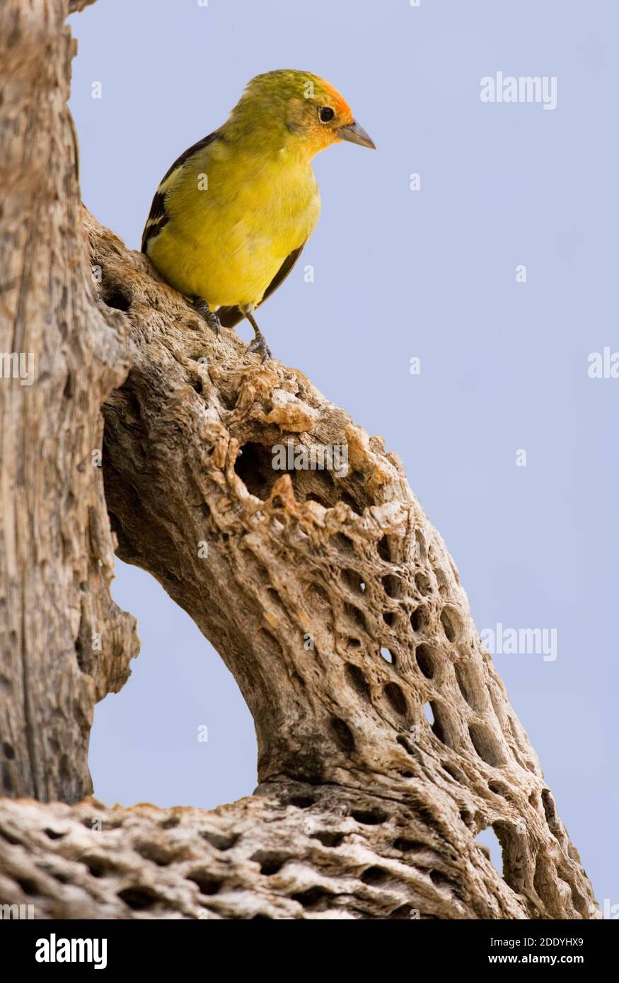 Une verticale d'un tanager occidental mâle, Piranga ludoviciana Banque D'Images