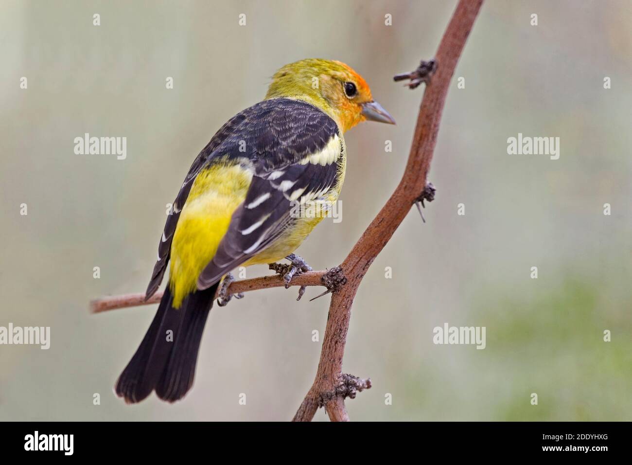 Un Tanager occidental masculin, Piranga ludoviciana, gros plan Banque D'Images