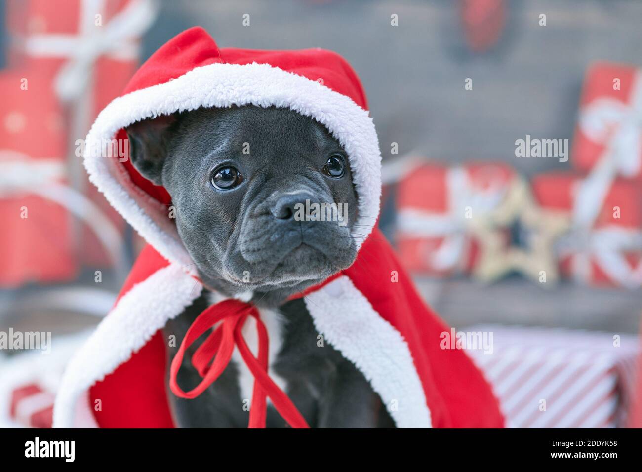 Portrait du chien Bulldog français chiot portant le Père Noël rouge cap sur la tête Banque D'Images