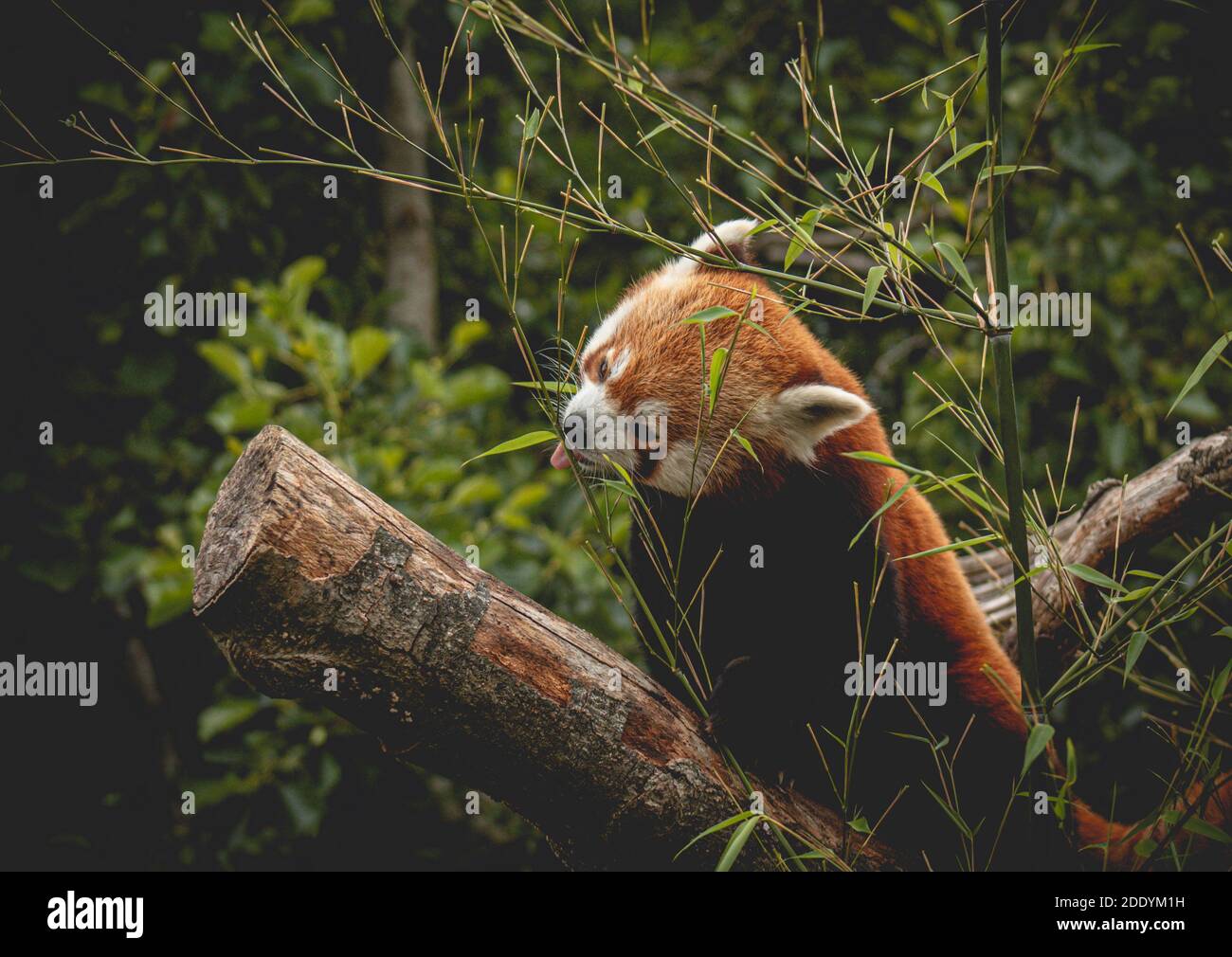 Le panda rouge se nourrit d'un arbre. Ailurus fulgens, « chat sauvage » Banque D'Images