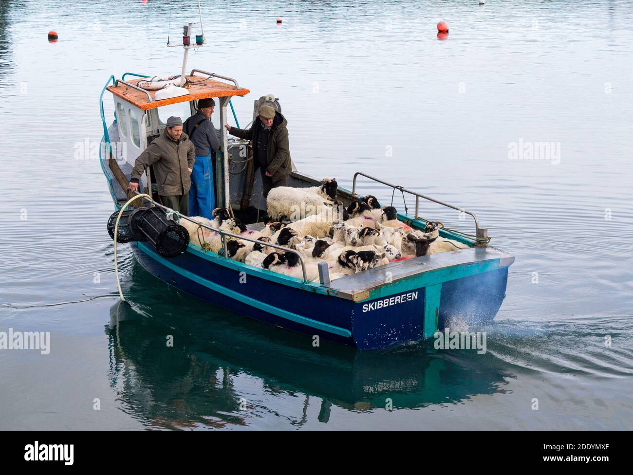 Moutons chargés sur un petit bateau de pêche rural Irlande Banque D'Images