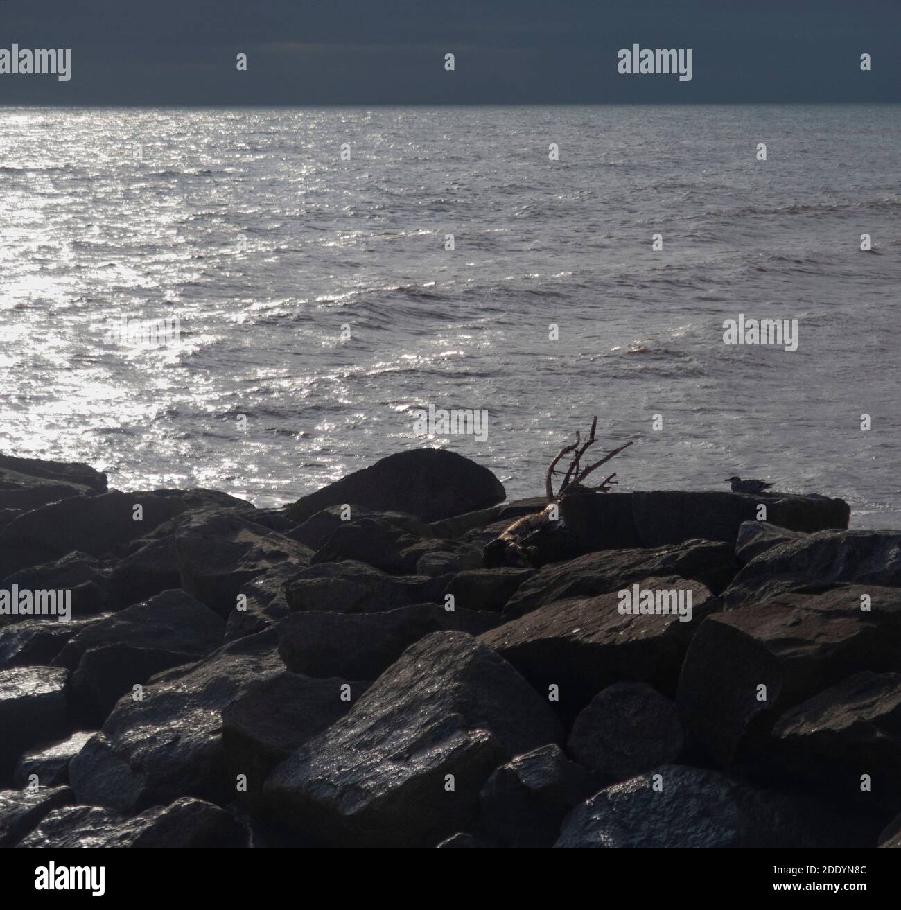 Un morceau de bois flotté et un mouette sur les groynes de roche à Sidmouth, Devon, Royaume-Uni. Banque D'Images Un morceau de bois flotté et un mouette sur les groynes de roche à Sidmouth, Devon, Royaume-Uni. Banque D'Images
