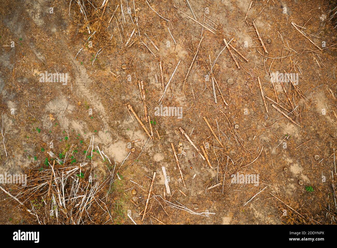 Vue en hauteur feuillus, bois d'œuvre, copeaux de bois provenant de trunks d'arbres dans la zone de déforestation. Paysage de la forêt de pins le jour du printemps. Déforestation de la forêt verte Banque D'Images