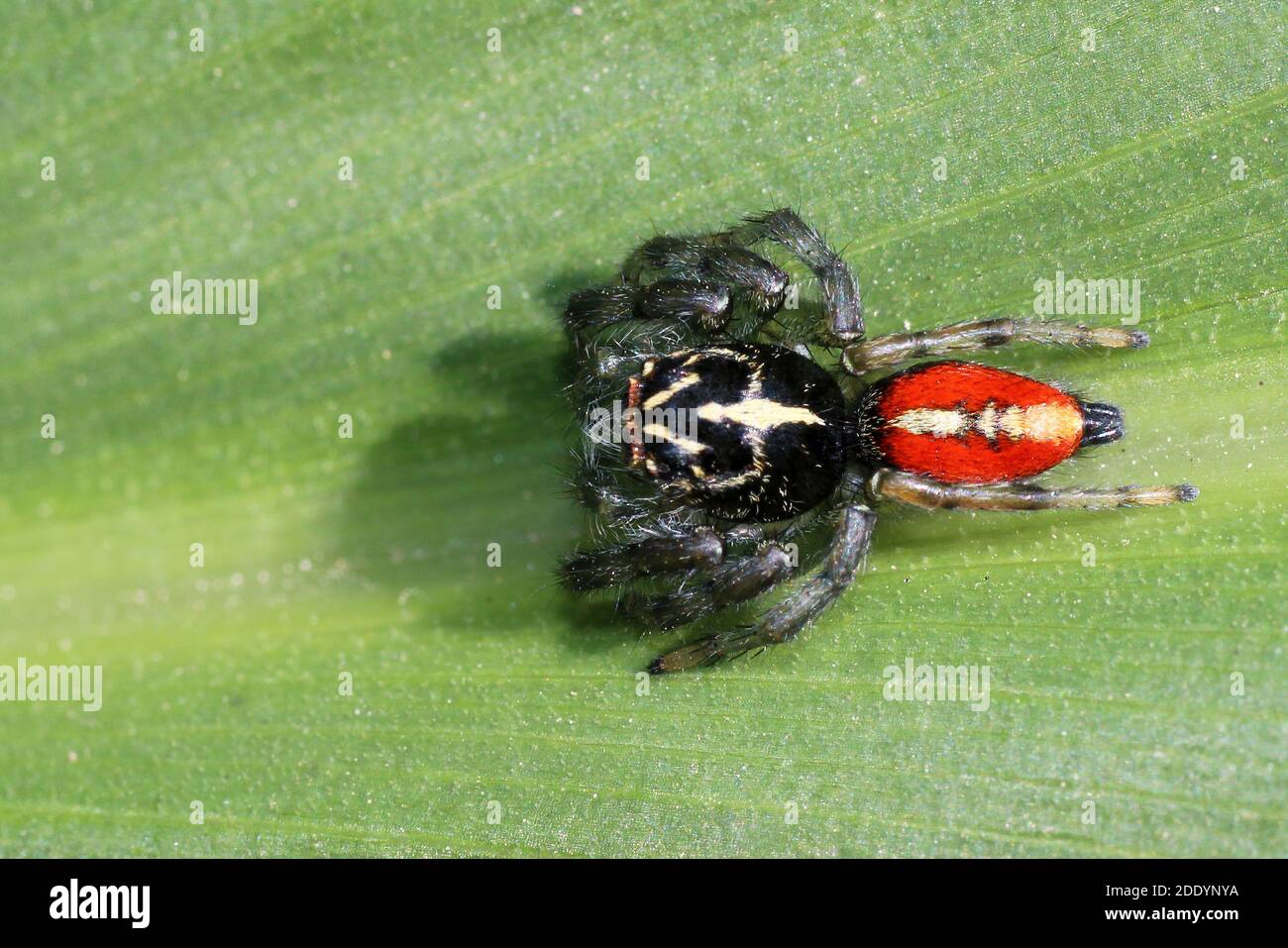 Araignée de saut colorée, Pérou Banque D'Images