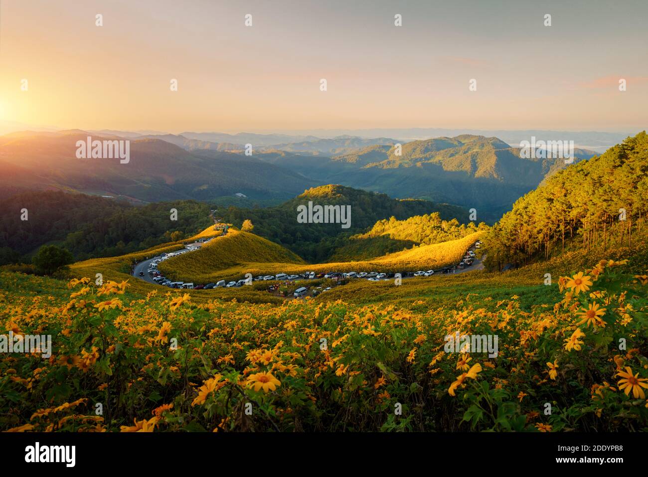 Paysage nature fleur Tung Bua Tong tournesol mexicain champ en hiver pendant le lever du soleil à Mae Hong son près de Chiang Mai, Thaïlande. Banque D'Images