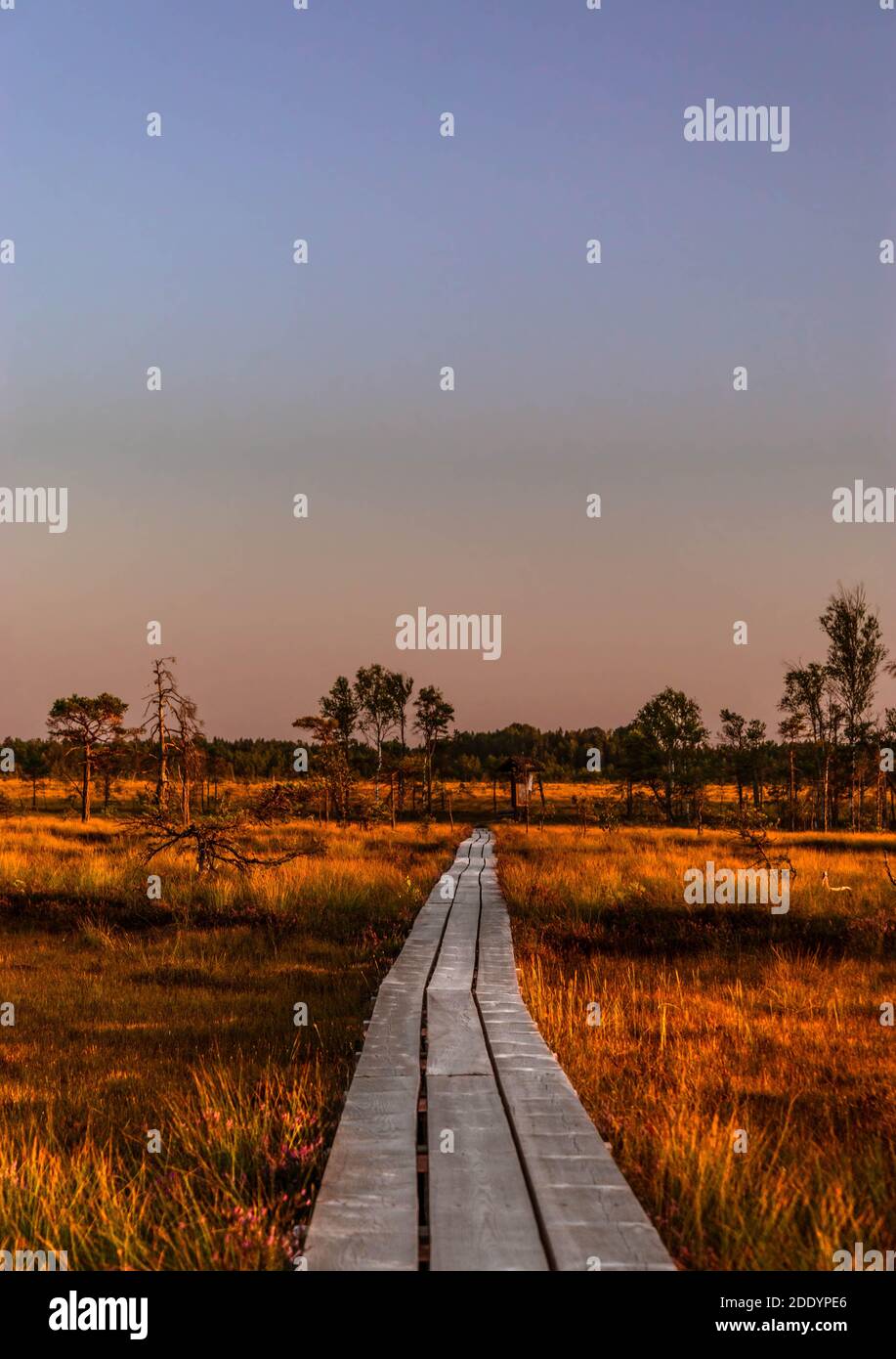 Coucher de soleil sur la plankway qui traverse la flore des marais. Banque D'Images