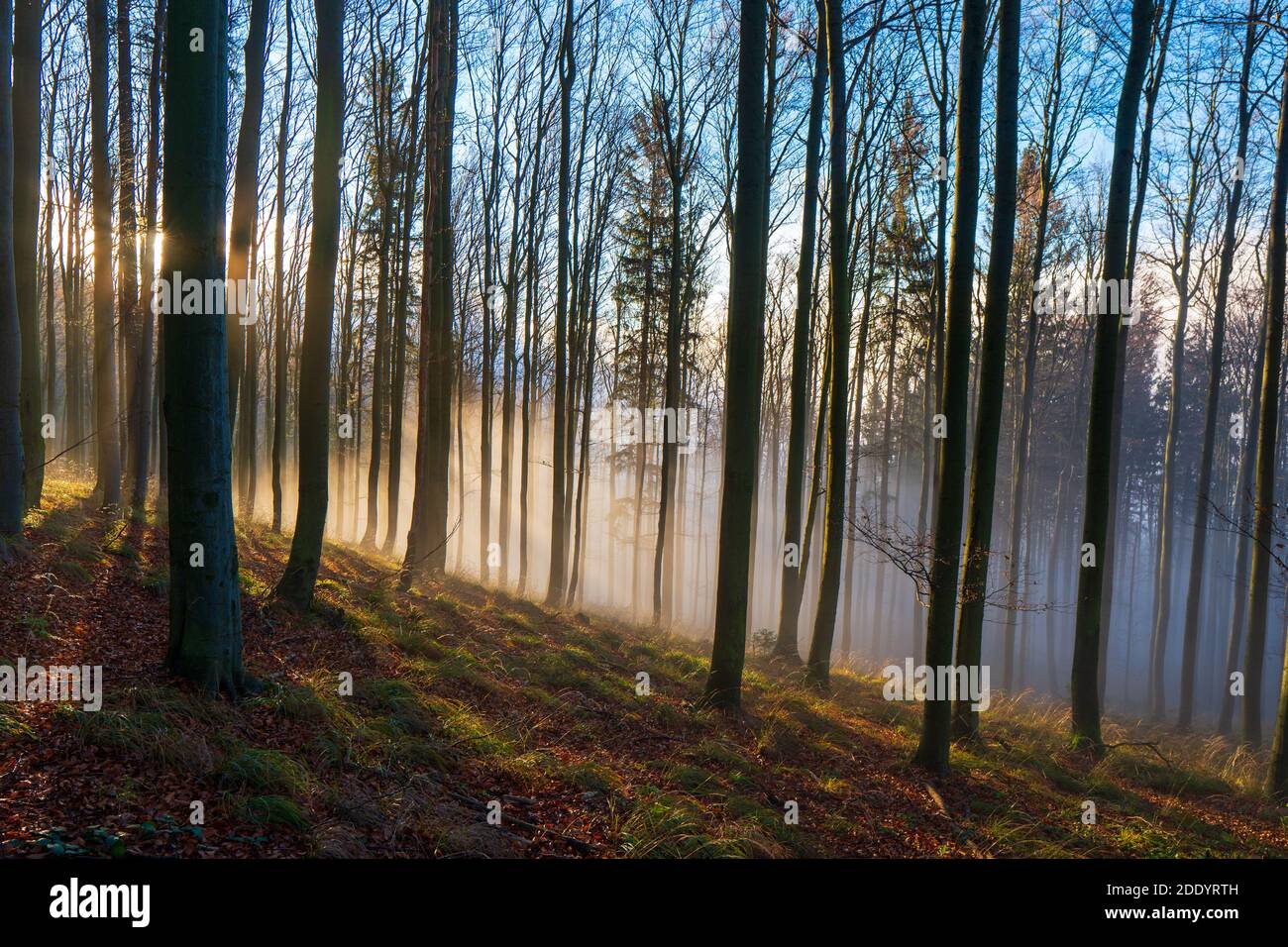 Panorama de la forêt brumeuse. Un conte de fées dans des bois effrayants en un jour brumeux. Matin froid et brumeux dans la forêt d'horreur Banque D'Images