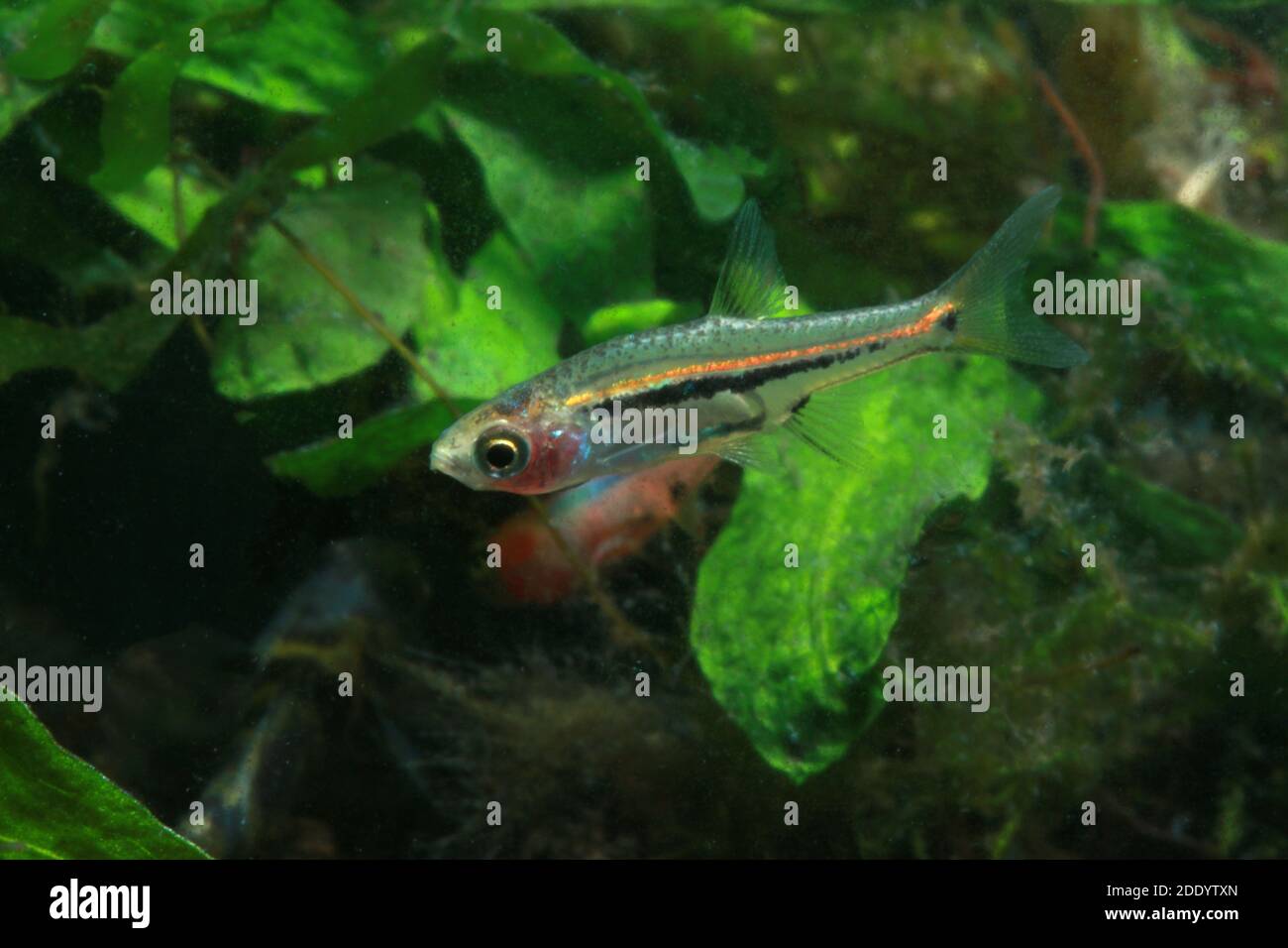 Le moins Rasbora, Rasbora urophalmoides est un petit poisson. Banque D'Images