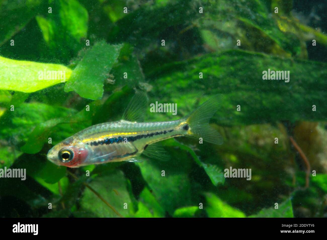 Le moins Rasbora, Rasbora urophalmoides est un petit poisson. Banque D'Images