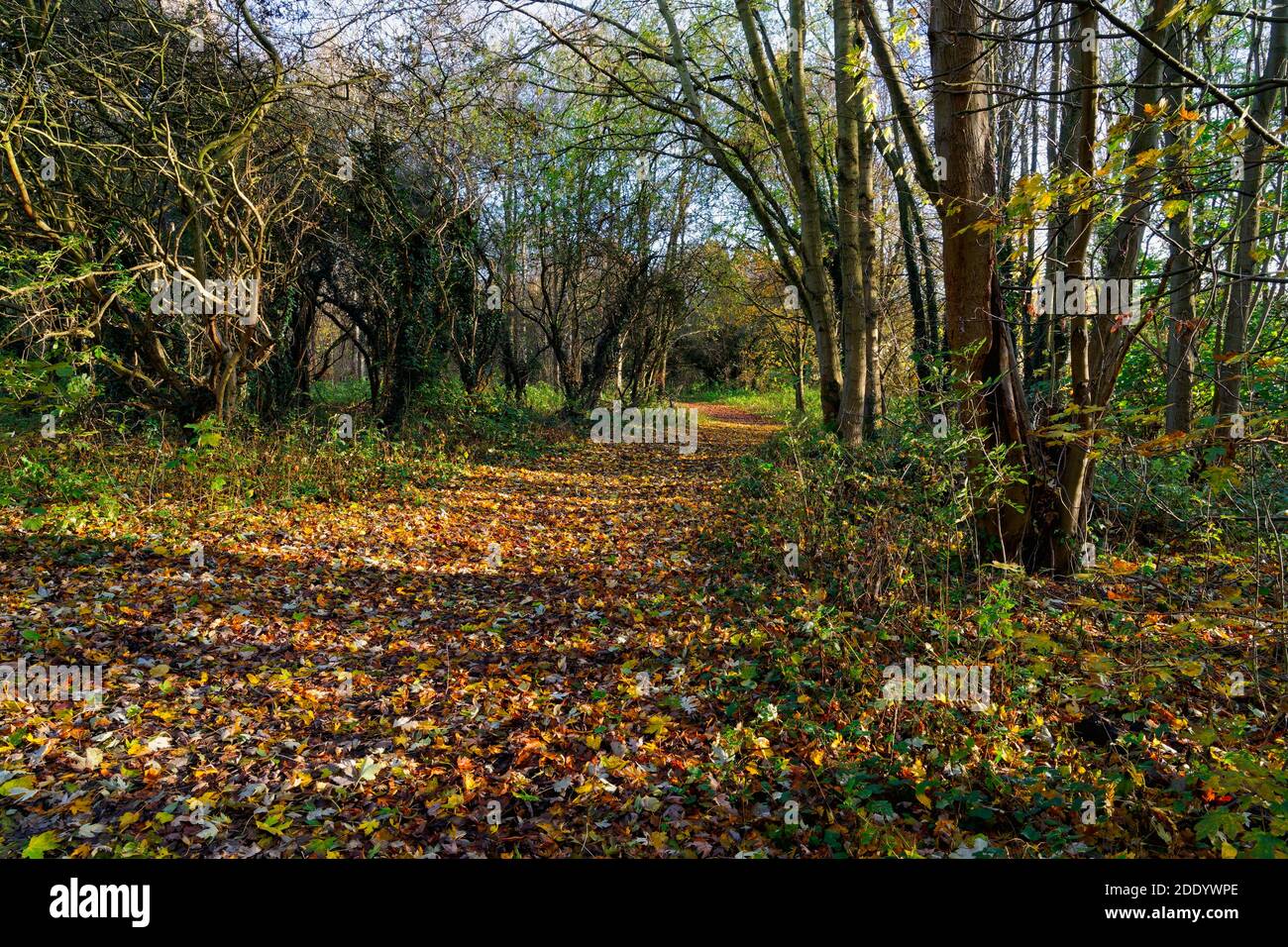 Un sentier boisé recouvert de feuilles serpente entre les arbres nus dans le soleil d'automne Banque D'Images