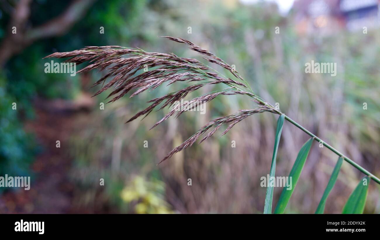 Tête de semence d'herbe en automne avec un arrière-plan vert flou doux Banque D'Images