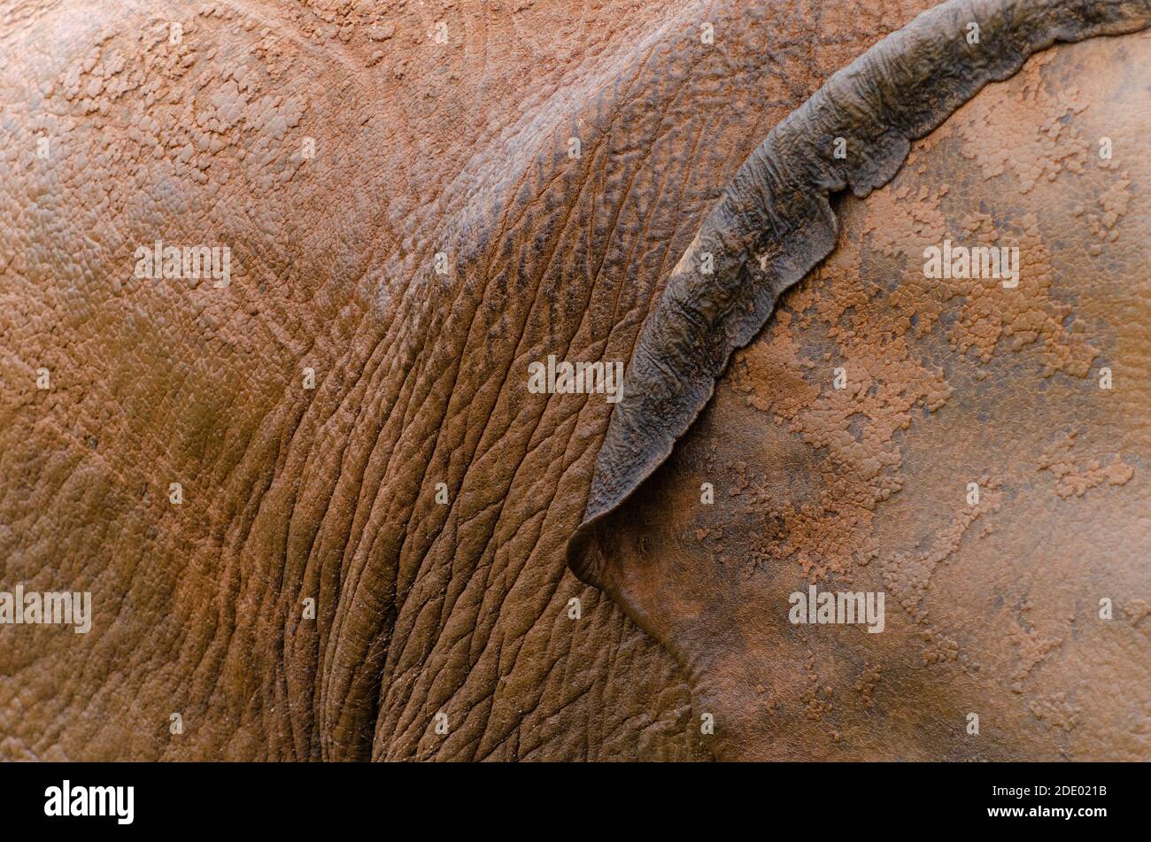 Détail de la peau d'un éléphant Banque D'Images
