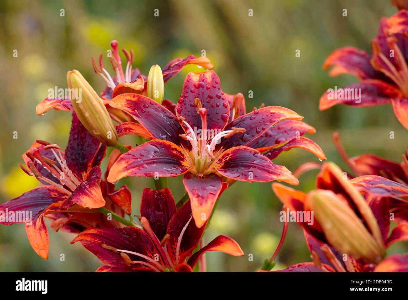 fleurs de nénuphars avec des gouttes de rosée, Lilium Banque D'Images