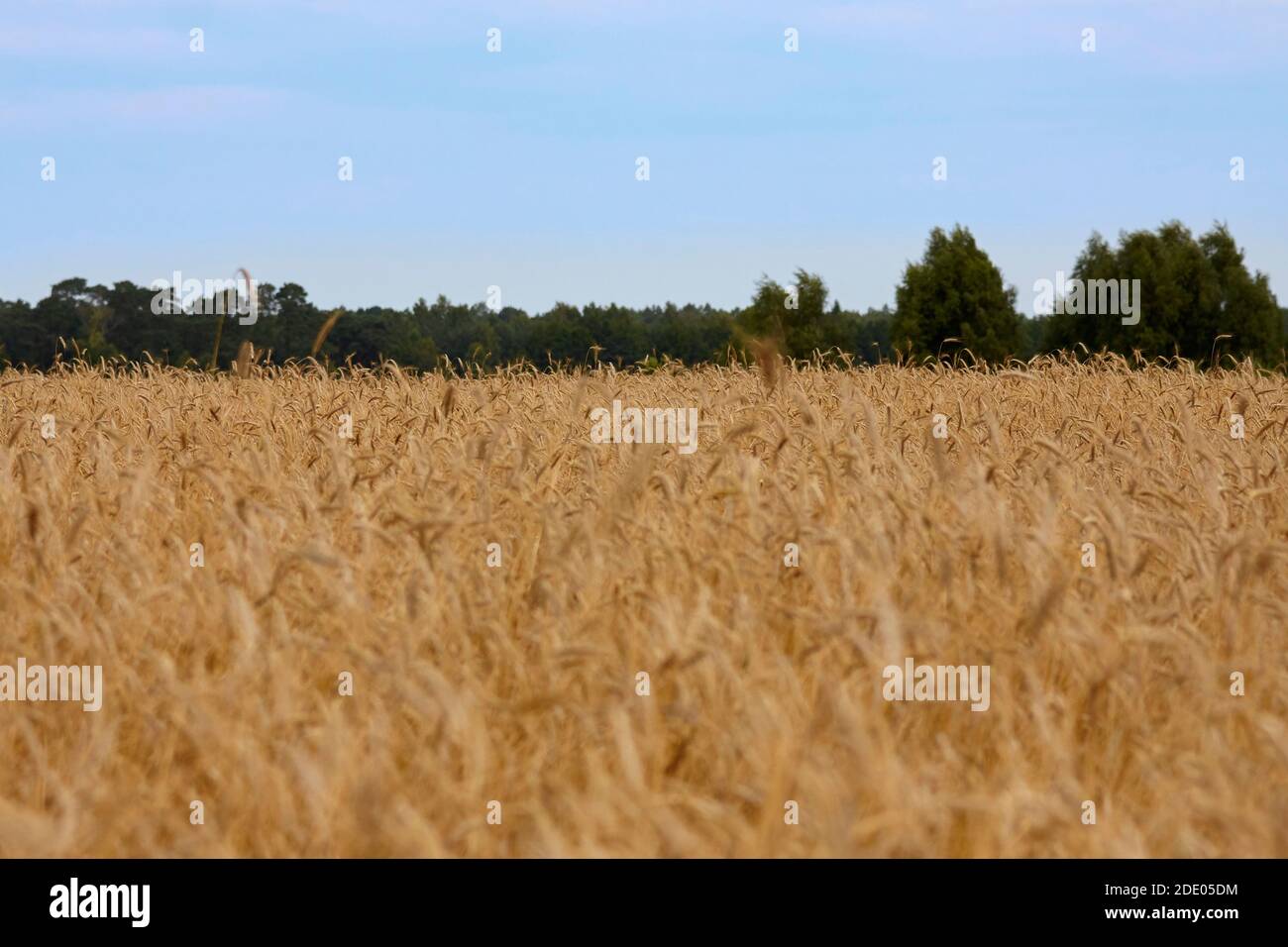 champ de grain doré, épis de grain Banque D'Images