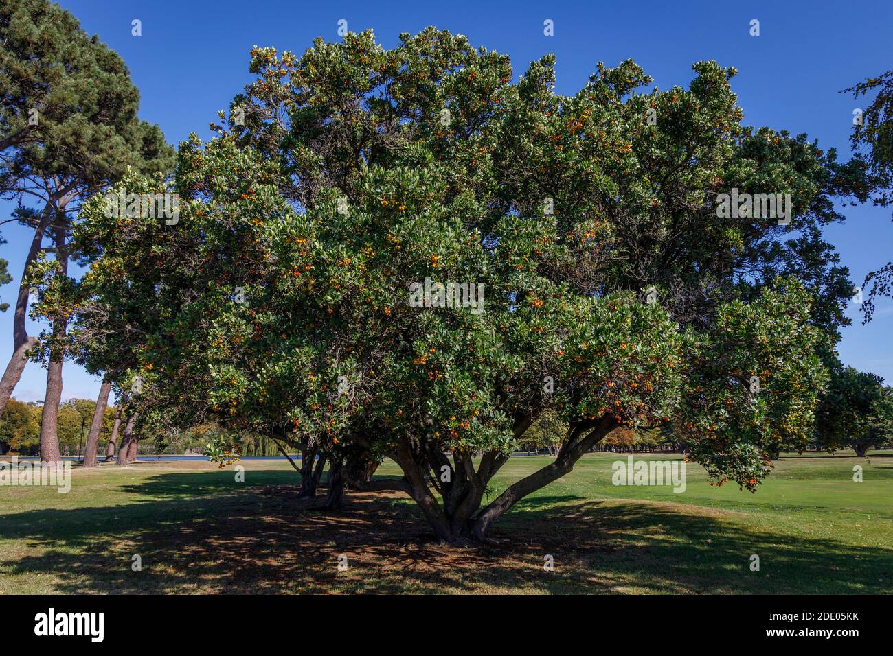 Fraise, Arbutus unedo, Hagley Park, Christchurch, Nouvelle-Zélande. Un vert éternel natif de la Méditerranée. Banque D'Images