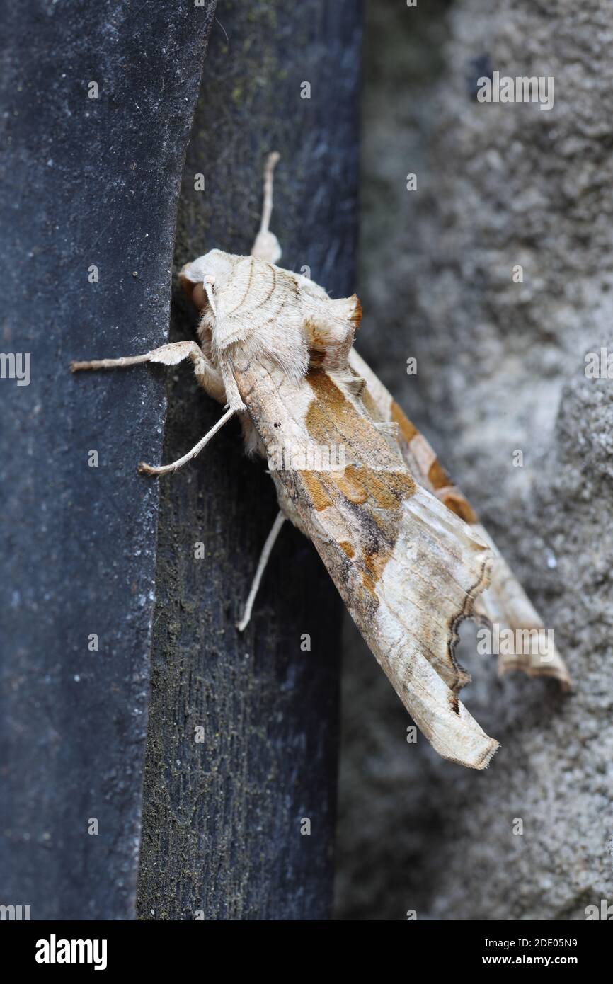 Nuances d'angle (Phlogophora méticulosa) Moth reposant sur une porte de jardin, nord de l'Angleterre, Royaume-Uni Banque D'Images