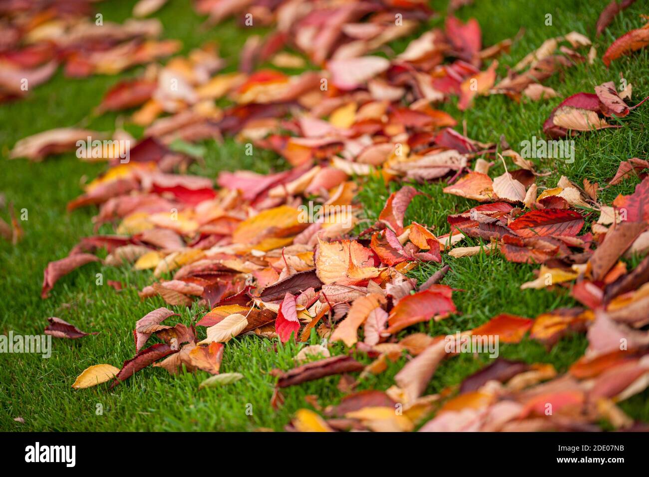 Feuilles d'automne rouges et dorées sur le sol. Banque D'Images