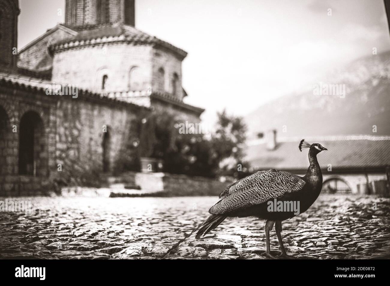 Peacock noir et blanc Banque D'Images