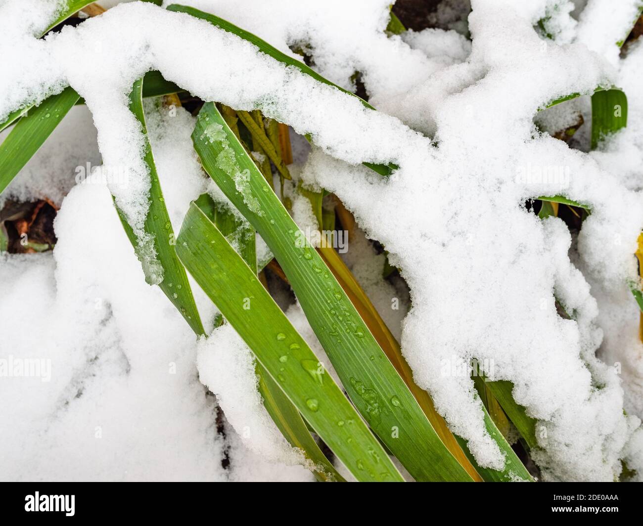 les feuilles vertes du jardin plantent de la neige, couvertes par la première neige avec des gouttes d'eau gros plan le jour de l'automne (mise au point sur la feuille verte supérieure) Banque D'Images