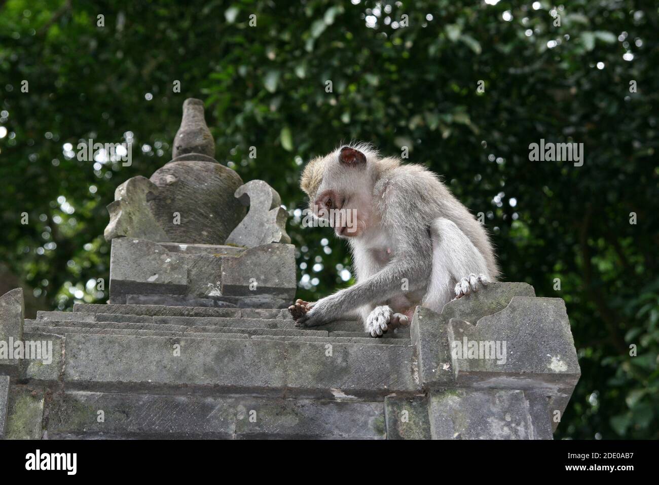Singes dans la forêt de singes d'Ubud, Pura Dalem Agung Padangtegal, Padangtegal, Ubud, Bali, Indonésie Banque D'Images