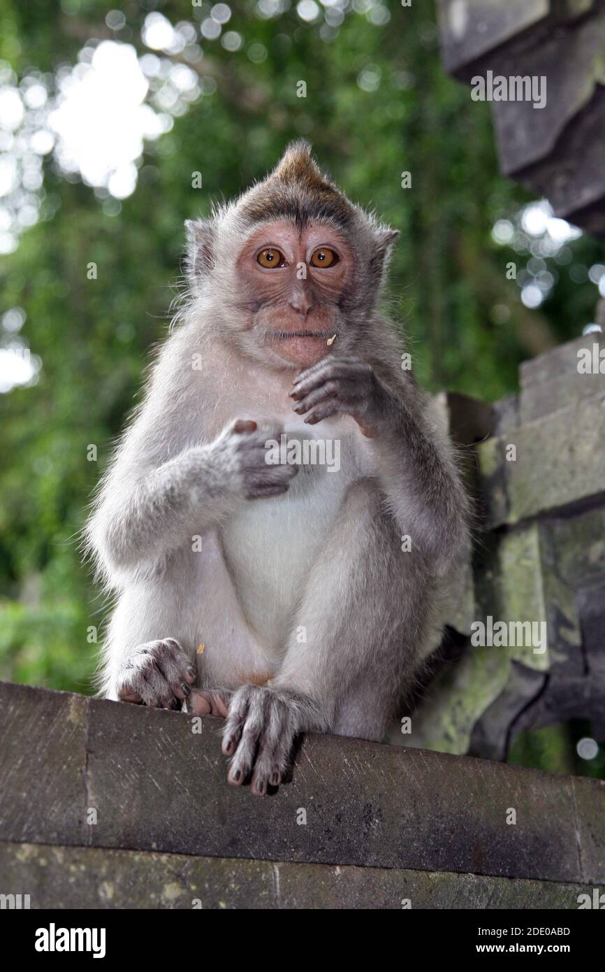 Singes dans la forêt de singes d'Ubud, Pura Dalem Agung Padangtegal, Padangtegal, Ubud, Bali, Indonésie Banque D'Images