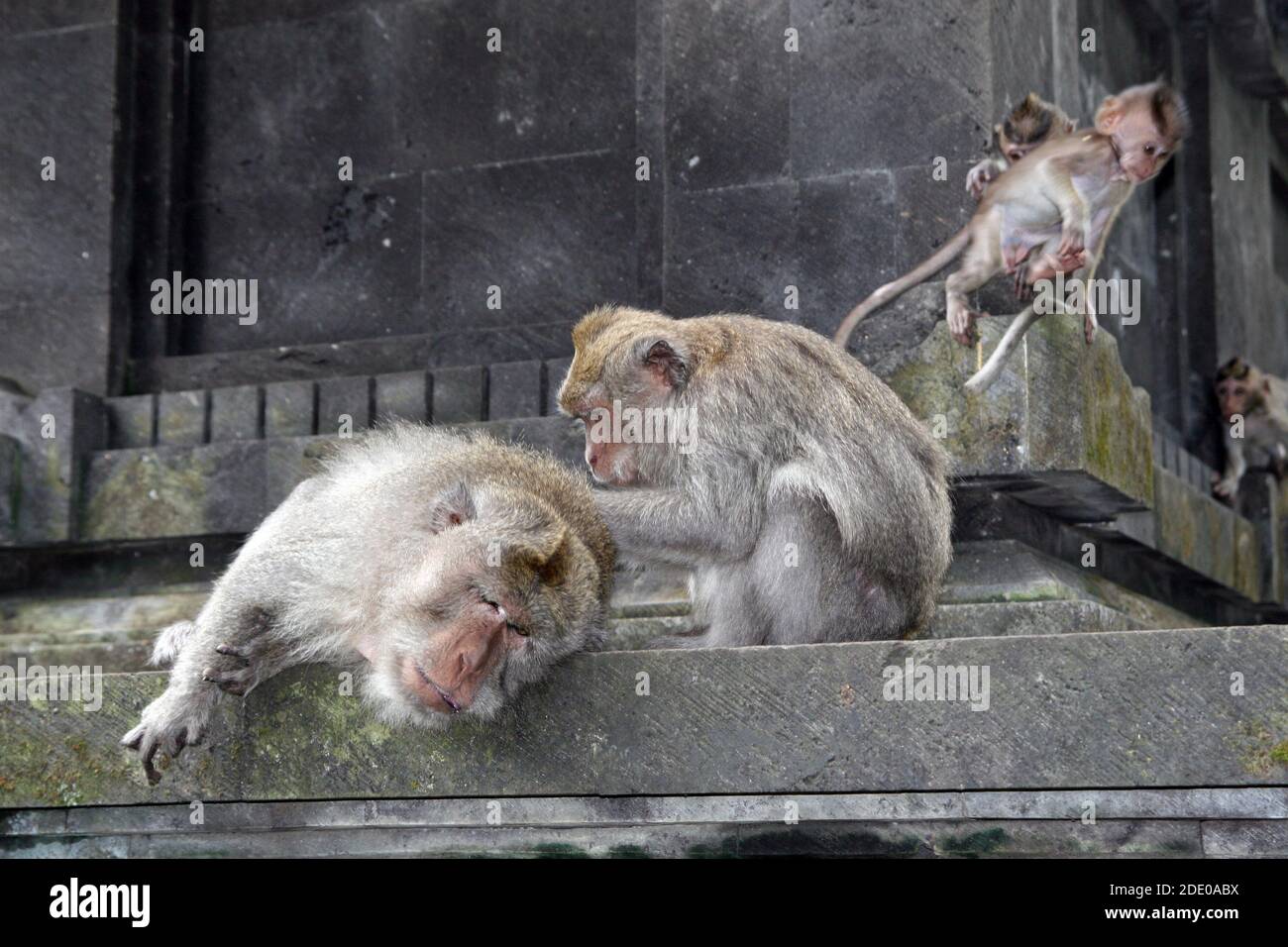 Singes dans la forêt de singes d'Ubud, Pura Dalem Agung Padangtegal, Padangtegal, Ubud, Bali, Indonésie Banque D'Images