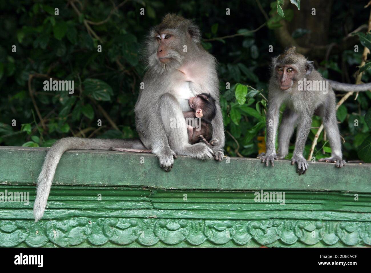 Singes dans la forêt de singes d'Ubud, Pura Dalem Agung Padangtegal, Padangtegal, Ubud, Bali, Indonésie Banque D'Images