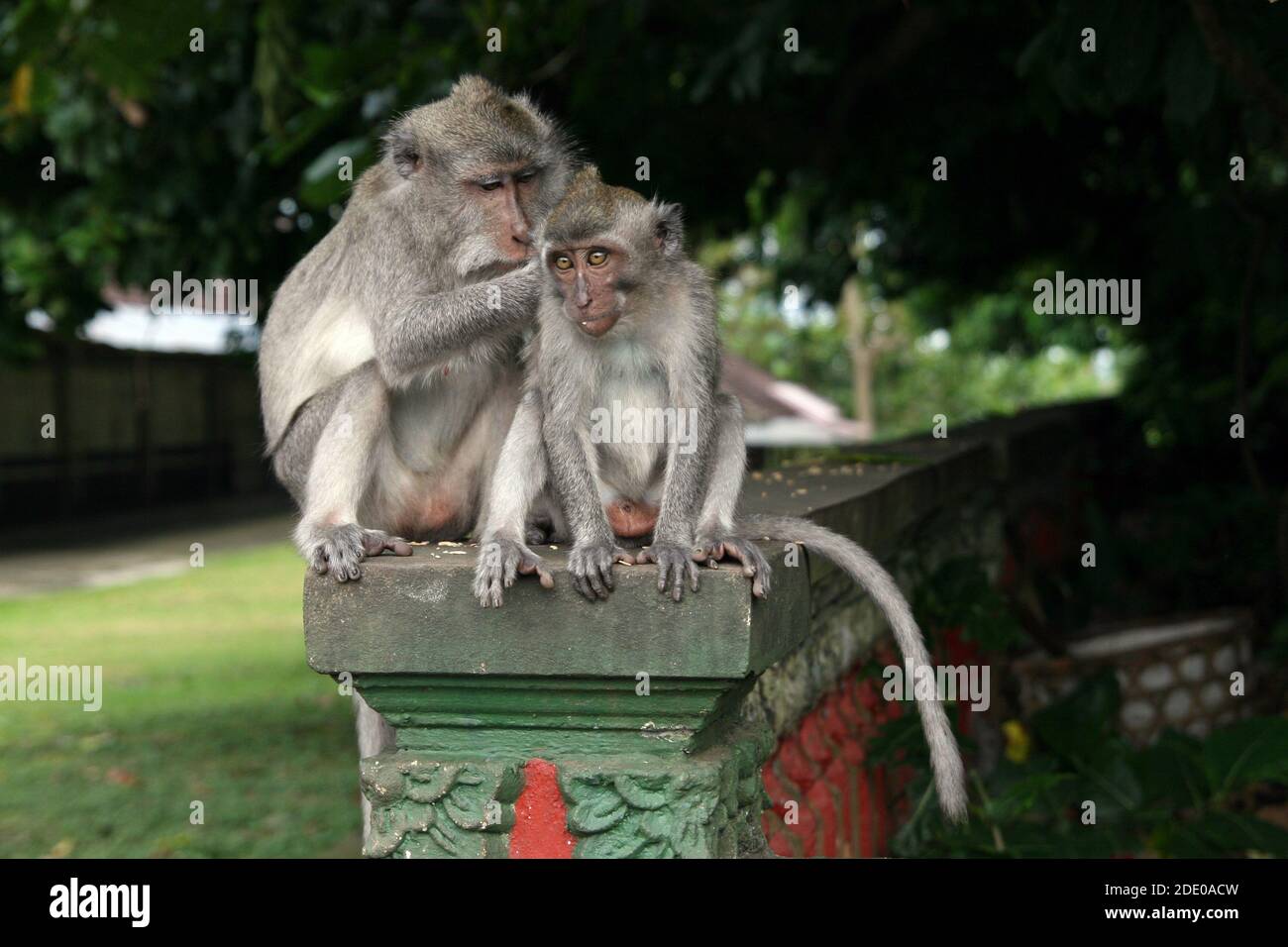 Singes dans la forêt de singes d'Ubud, Pura Dalem Agung Padangtegal, Padangtegal, Ubud, Bali, Indonésie Banque D'Images