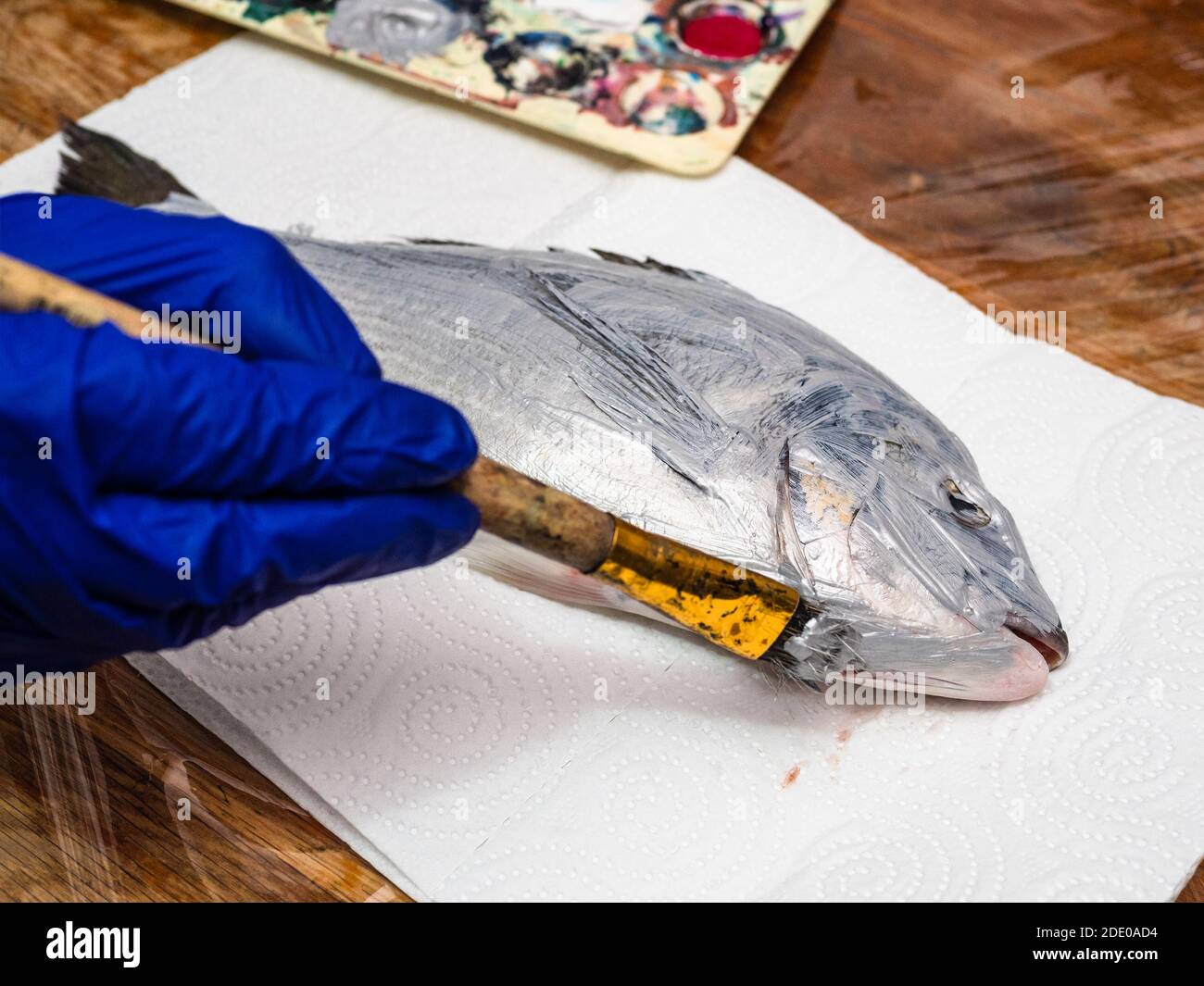 Master class pour le dessin de poissons en technique Monotype - main gantée Peint le poisson Orata cru avec de la peinture acrylique argentée sur le papier serviette sur la table recouverte de Banque D'Images