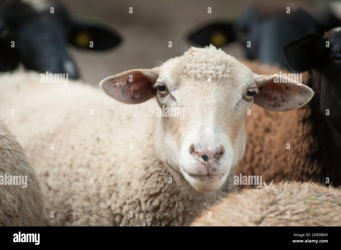 Tete De Mouton Drole Avec De Longues Oreilles Regardant La Camera Photo Stock Alamy