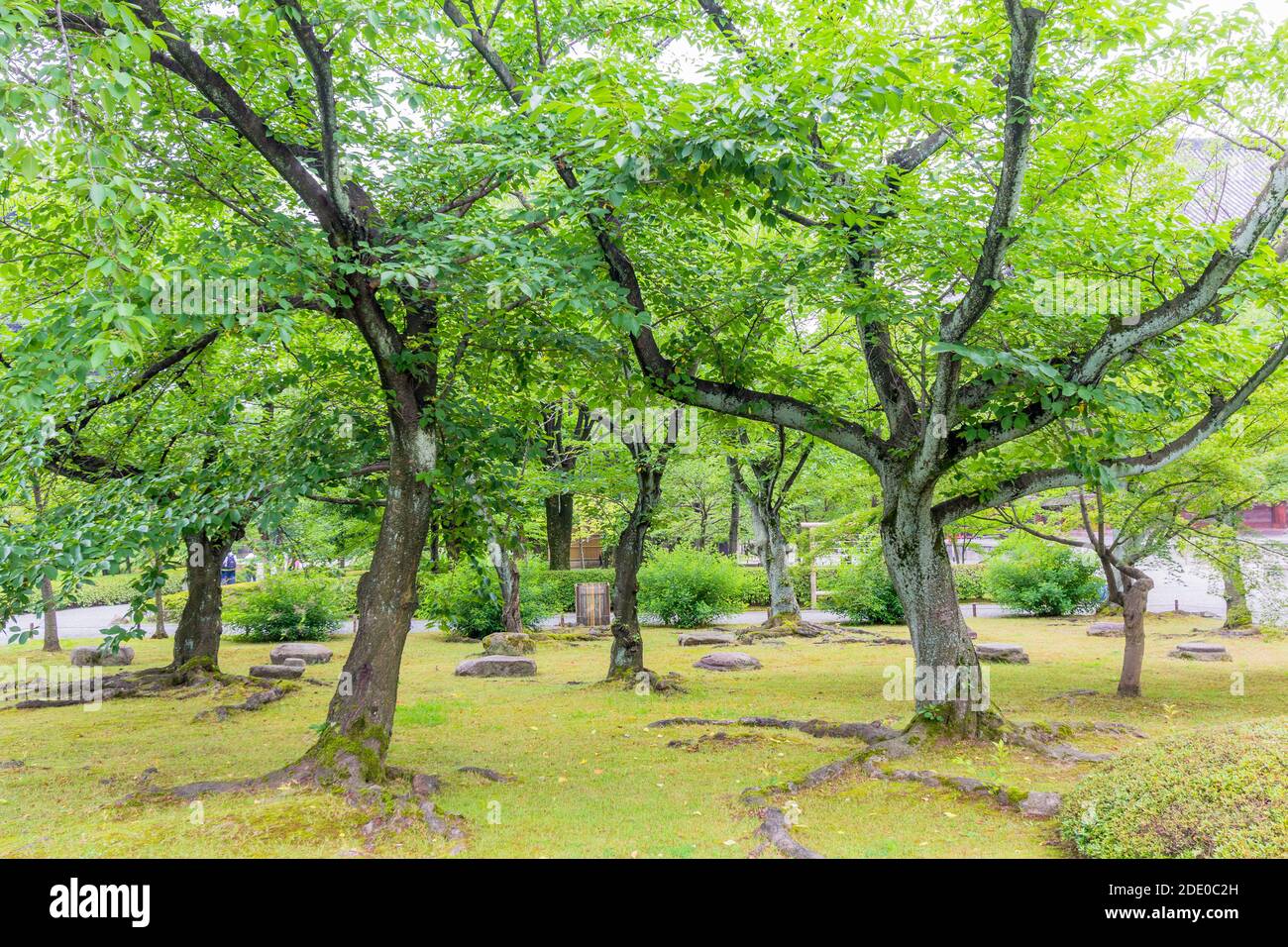 Arbres au jardin du Palais impérial de Kyoto à Kyoto, Japon Banque D'Images