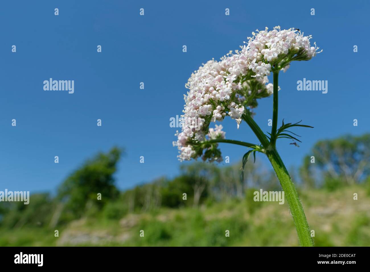 Fleurs de valériane commune (Valeriana officinalis) sur une pente de prairie à craie, Bath et le nord-est du Somerset, Royaume-Uni, mai. Banque D'Images