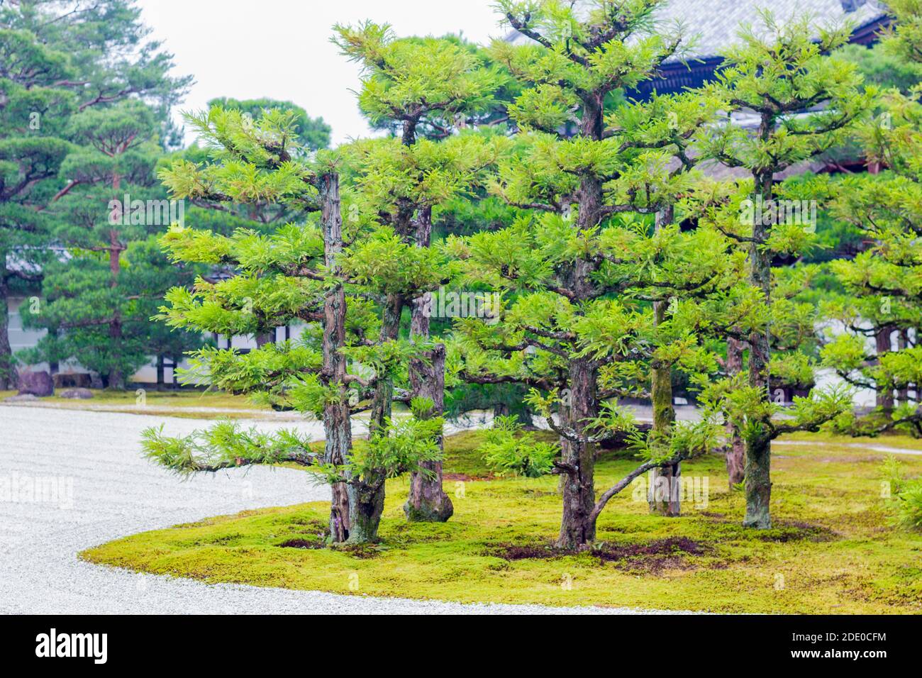 Arbres au jardin du Palais impérial de Kyoto à Kyoto, Japon Banque D'Images