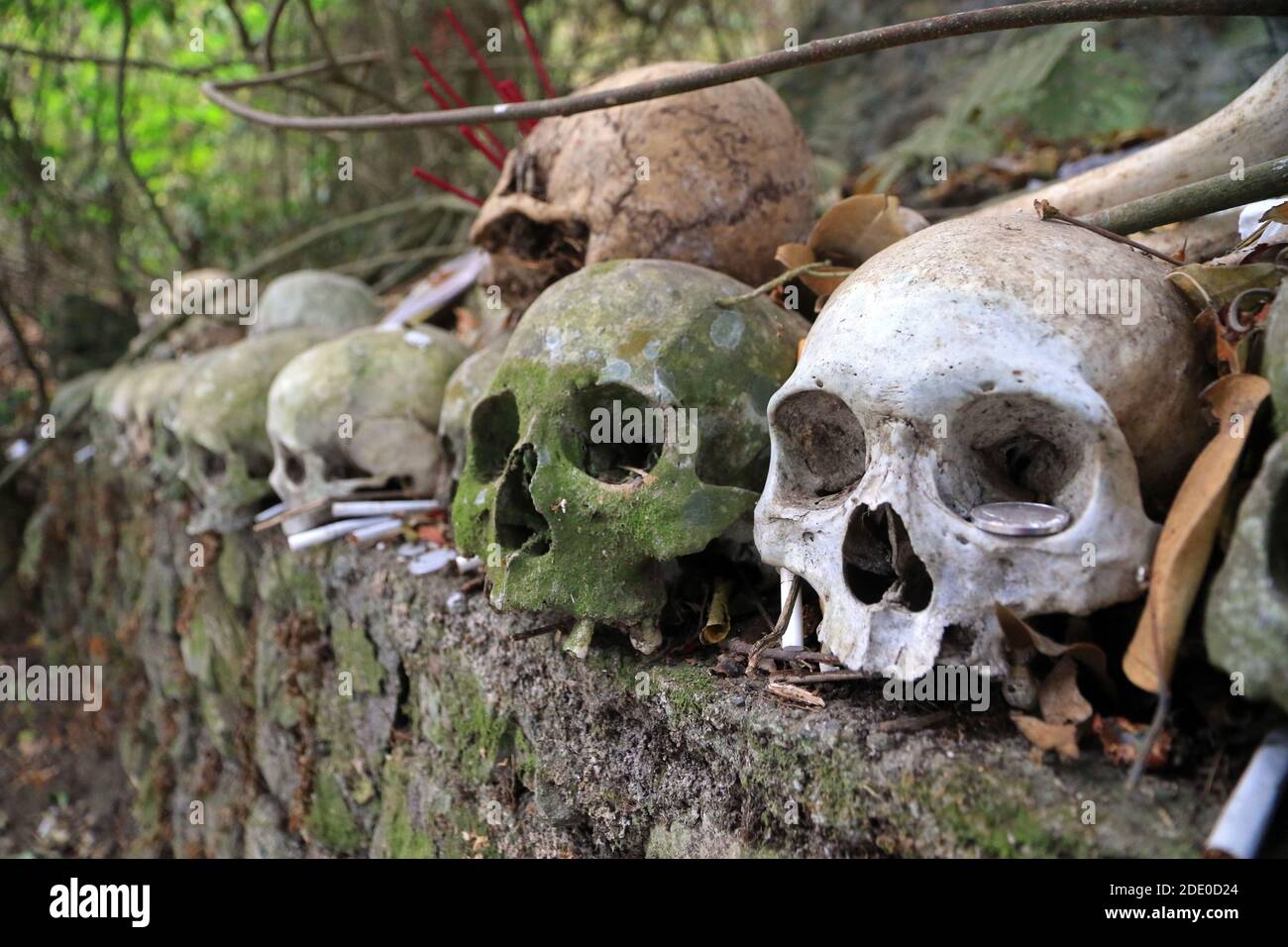 Crânes dans un cimetière du village de Trunyan, lac Batur, Bali, Indonésie Banque D'Images