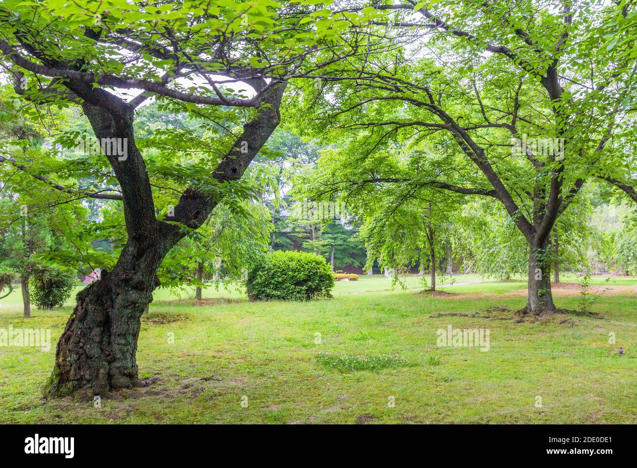 Arbres au jardin du Palais impérial de Kyoto à Kyoto, Japon Banque D'Images