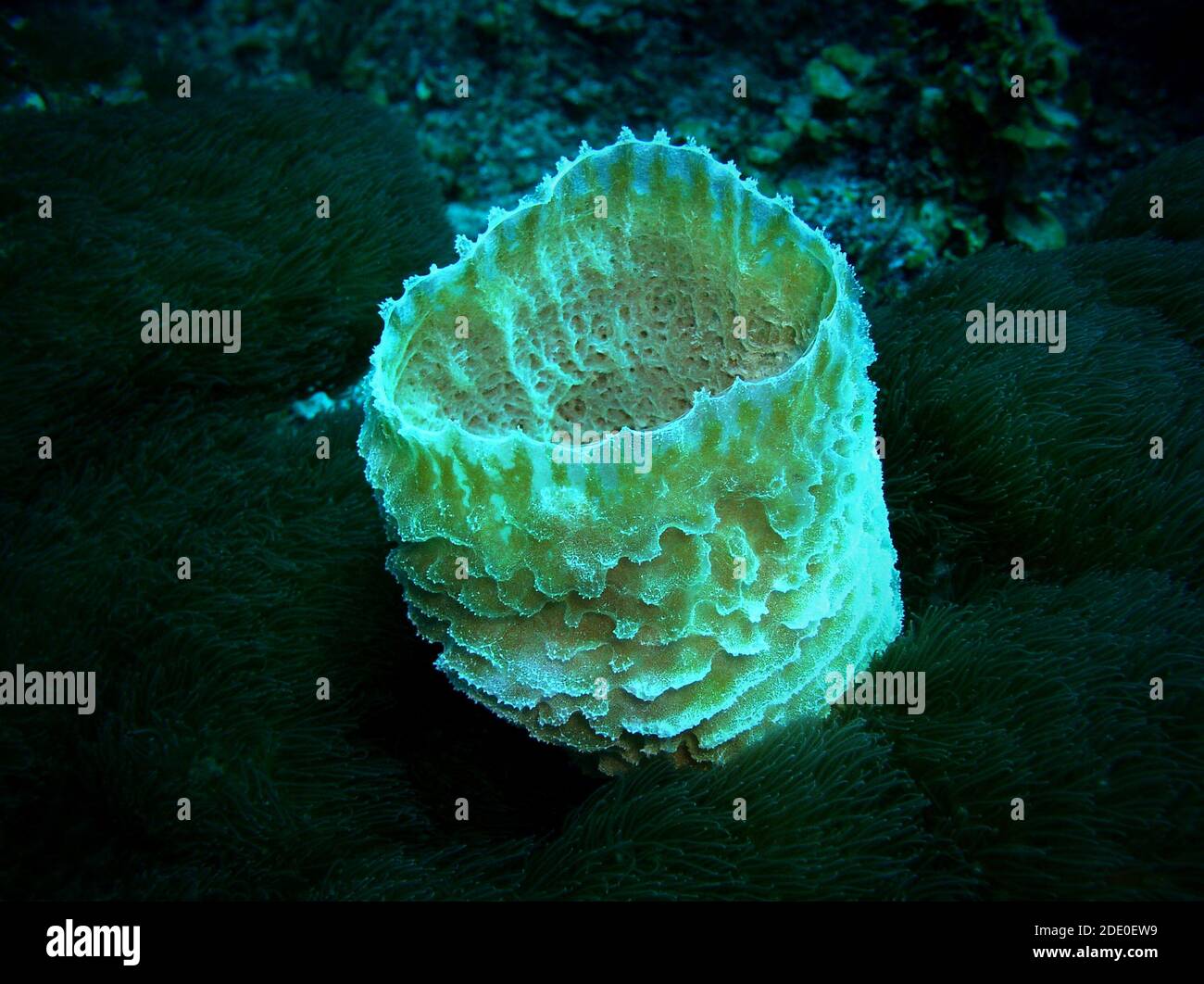 Eponge, Ambergris Caye, Belize, Mer des Caraïbes Banque D'Images