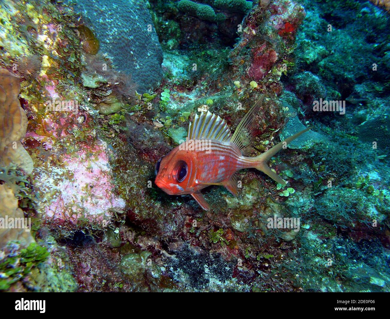 Poissons de corail dans la mer des Caraïbes, Ambergris Caye, Belize Banque D'Images