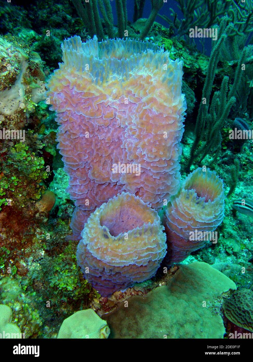 Eponge, Ambergris Caye, Belize, Mer des Caraïbes Banque D'Images