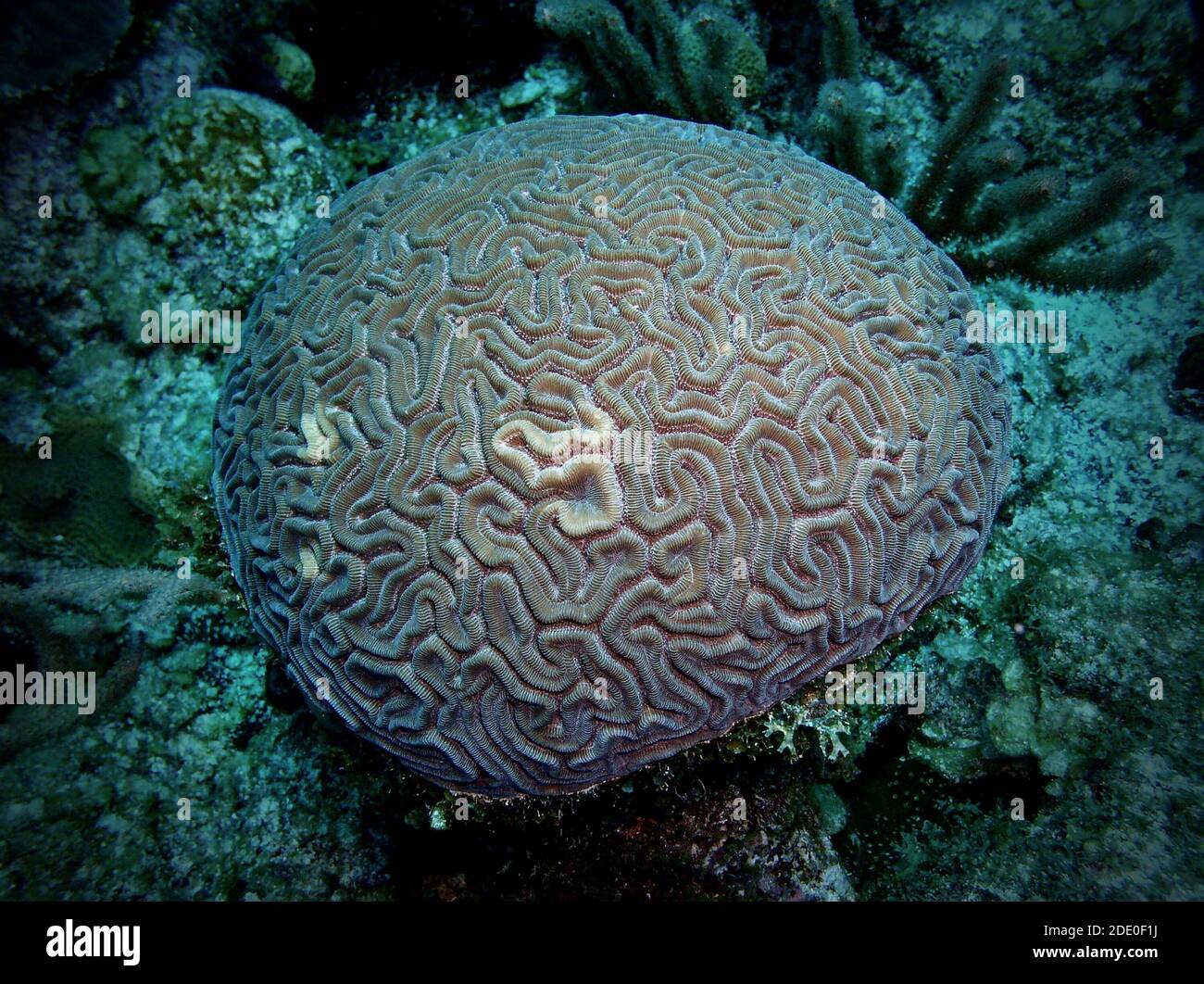 Corail cérébral, Ambergris Caye, Belize, mer des Caraïbes Banque D'Images
