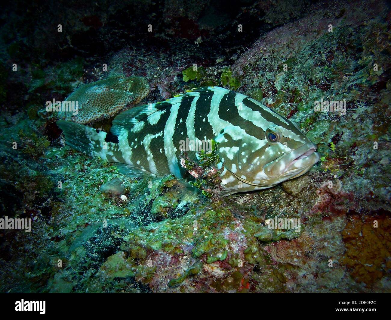 Mérou, Ambergris Caye, Belize, Mer des Caraïbes Banque D'Images