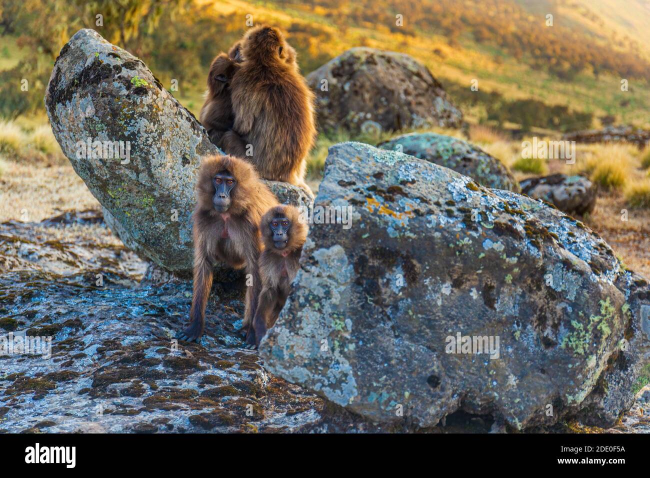 Groupe de singes de Gelada (Theropithecus gelada) assis sur un rocher dans les montagnes de Simien, en Éthiopie. Banque D'Images