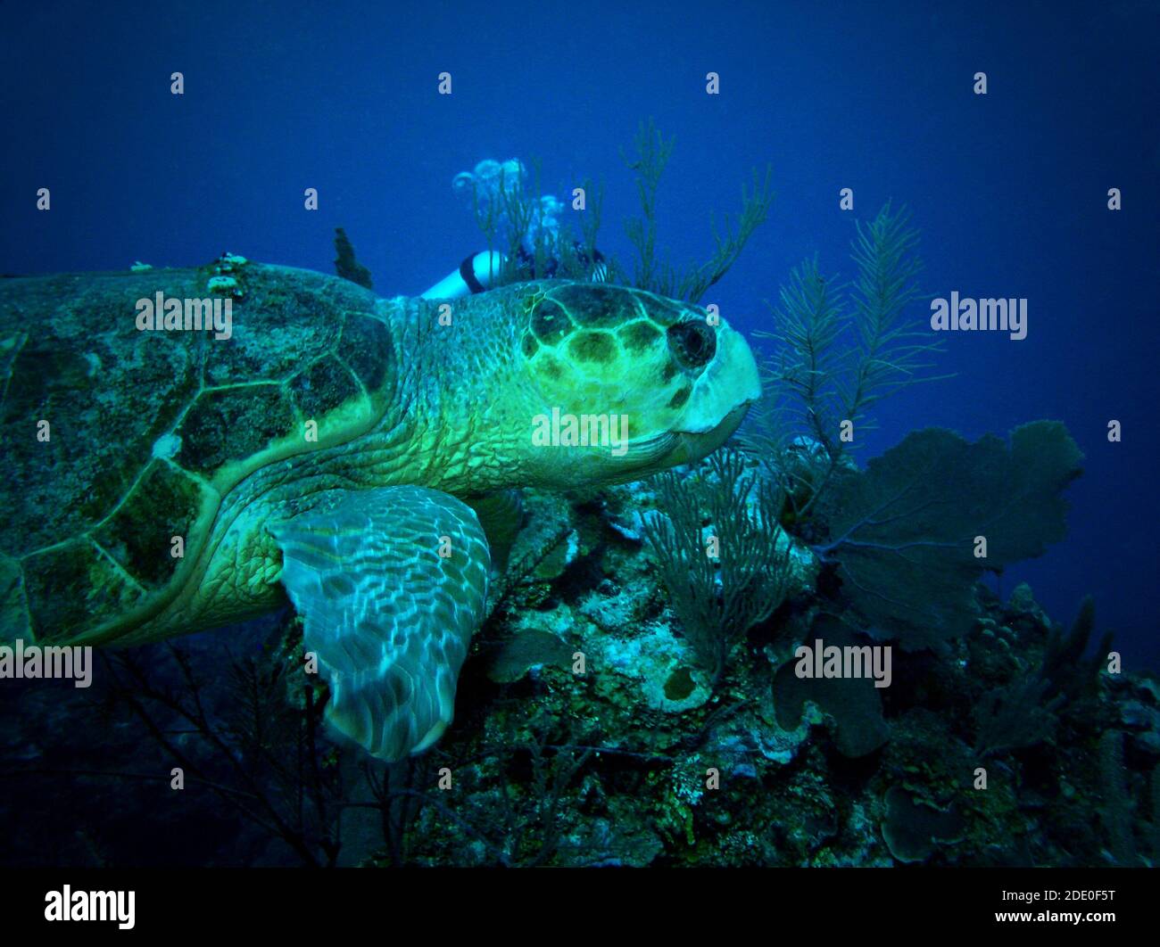 Tortue verte, Ambergris Caye, Belize, mer des Caraïbes Banque D'Images