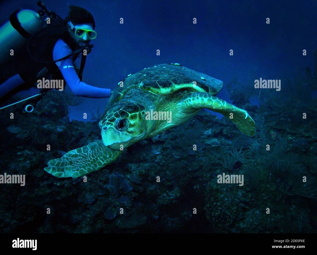 Tortue verte, Ambergris Caye, Belize, mer des Caraïbes Banque D'Images