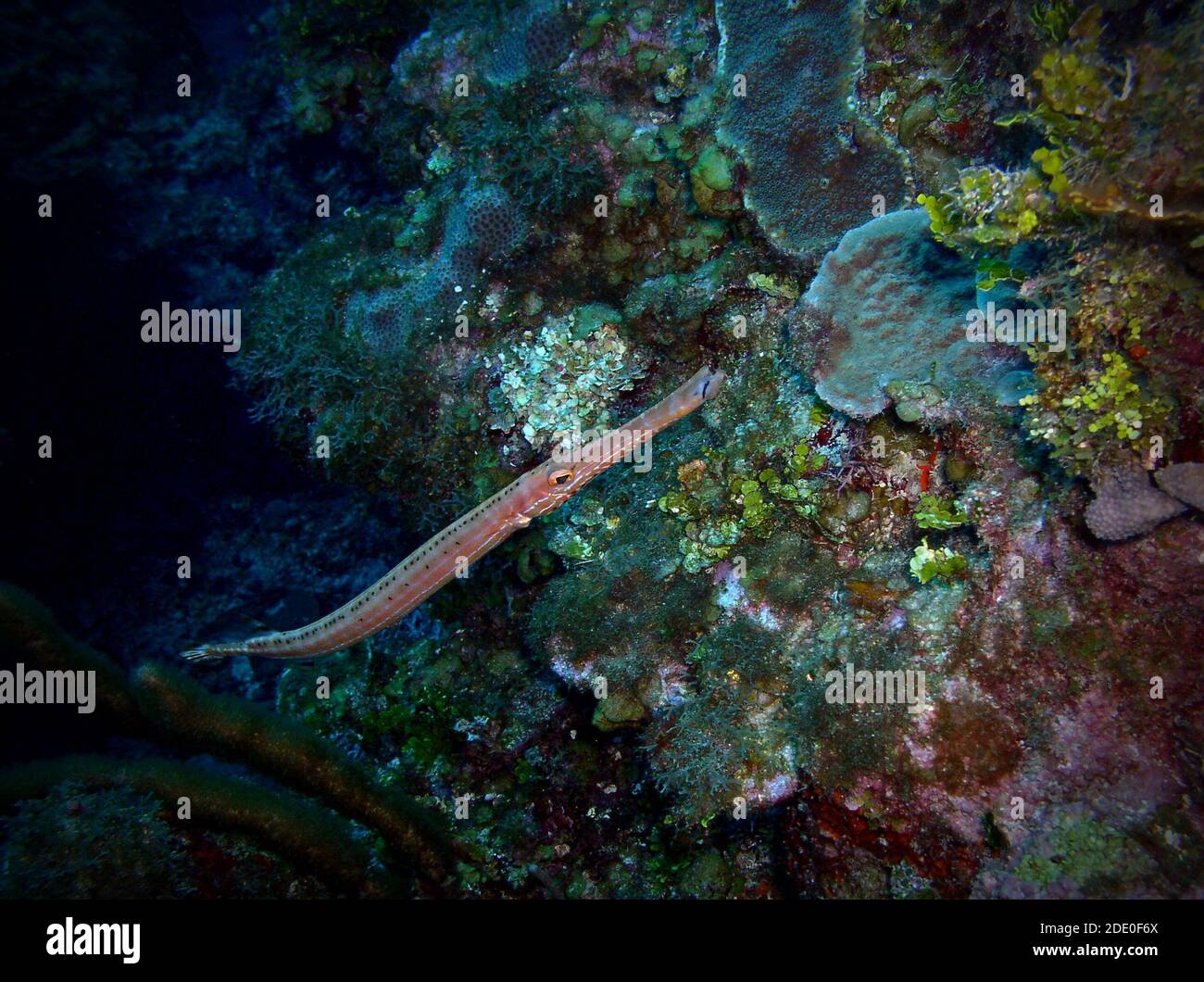 Cornetfish, Ambergris Caye, Belize, Mer des Caraïbes Banque D'Images