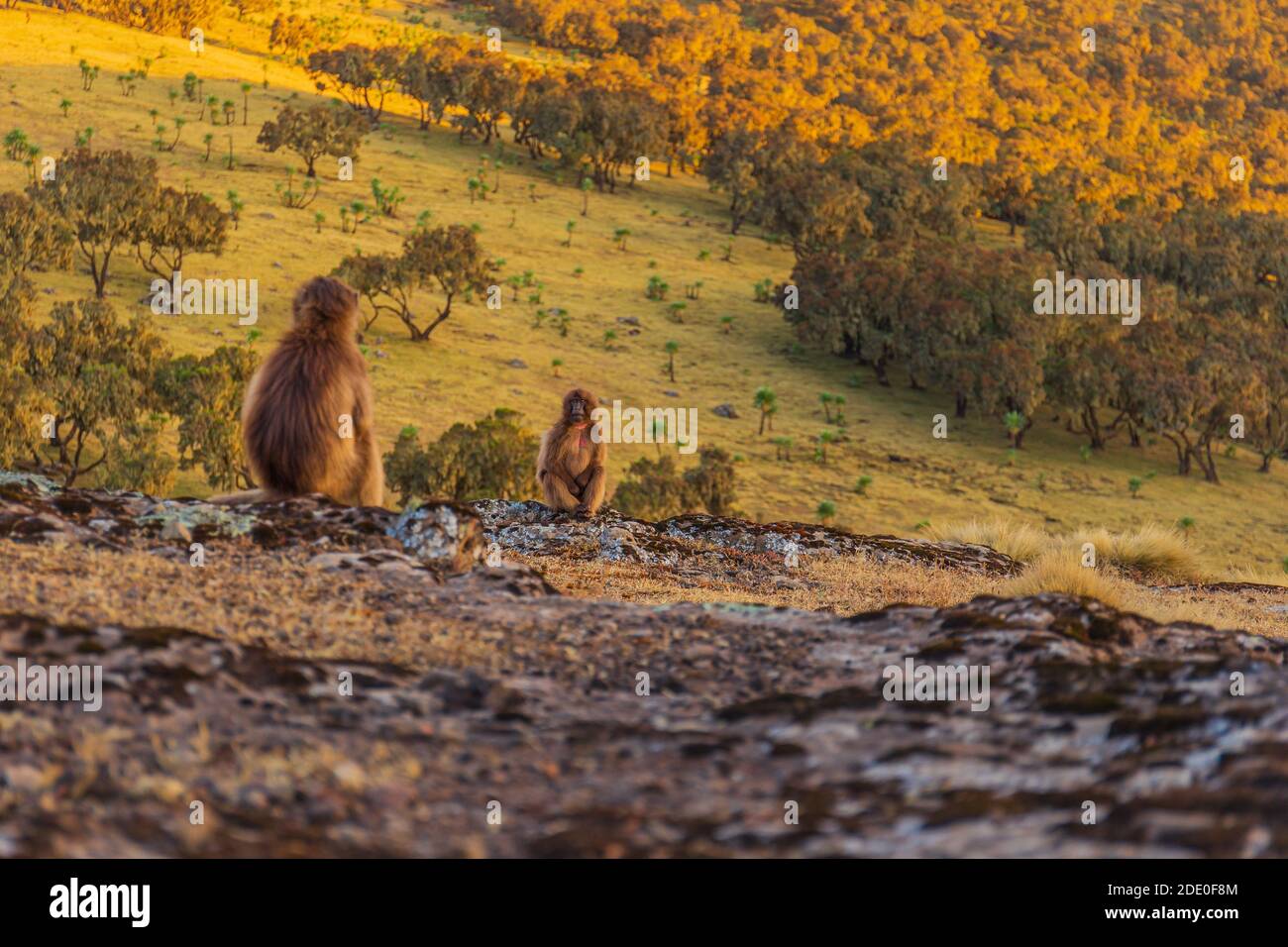 Deux singes gelada (Theropithecus gelada) se regardant l'un à l'autre Banque D'Images