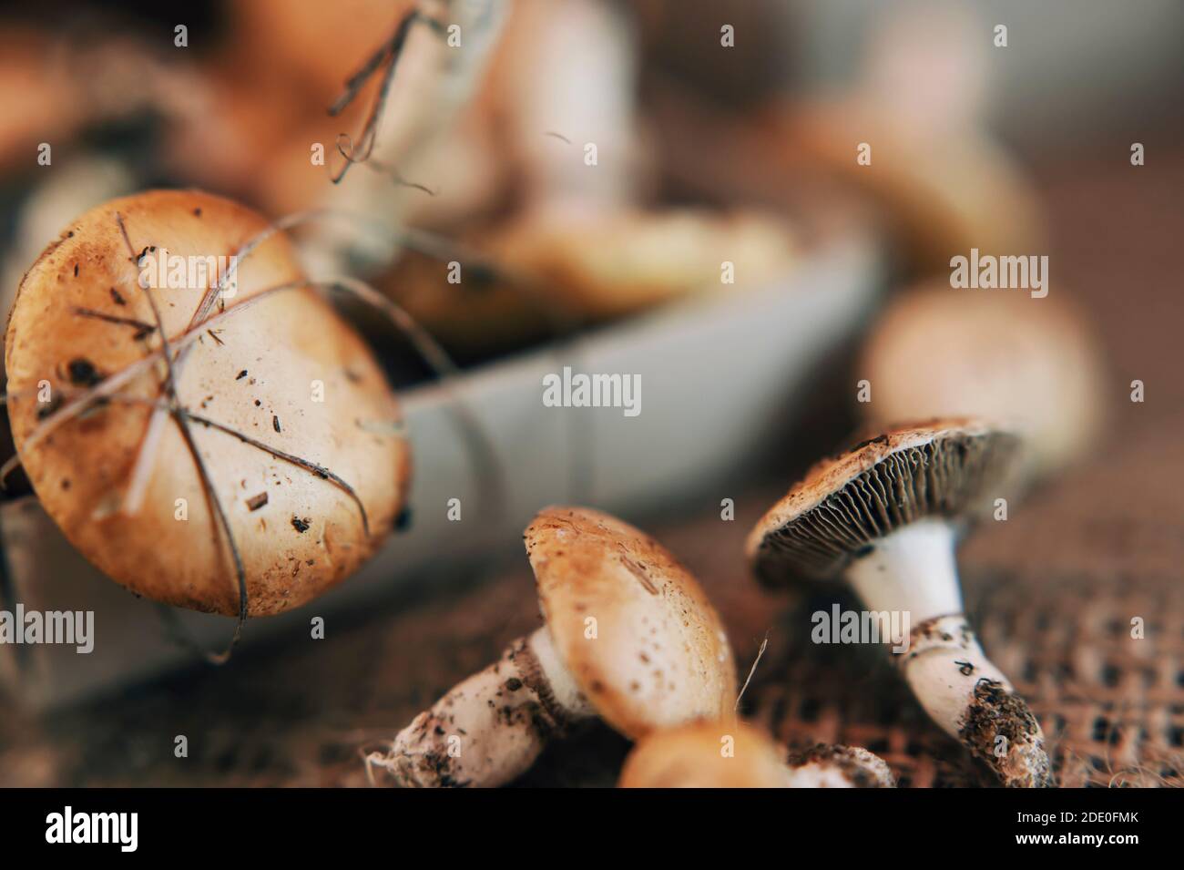 Petits champignons collectés dans une forêt en boîte d'allumettes. Banque D'Images