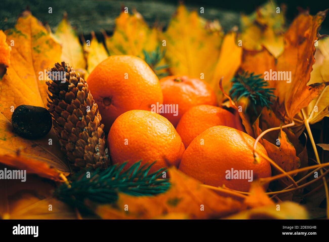 Composition de la vie fixe d'automne lumineuse. Mandarines sur le tapis d'érable avec des cônes, des branches de sapin et des châtaignes. Banque D'Images