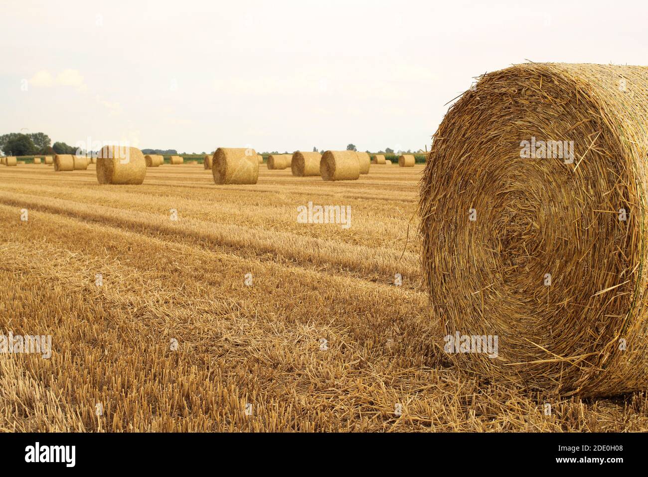 un paysage hollandais typique en été avec des balles rondes de paille dans un grand champ à la campagne Banque D'Images