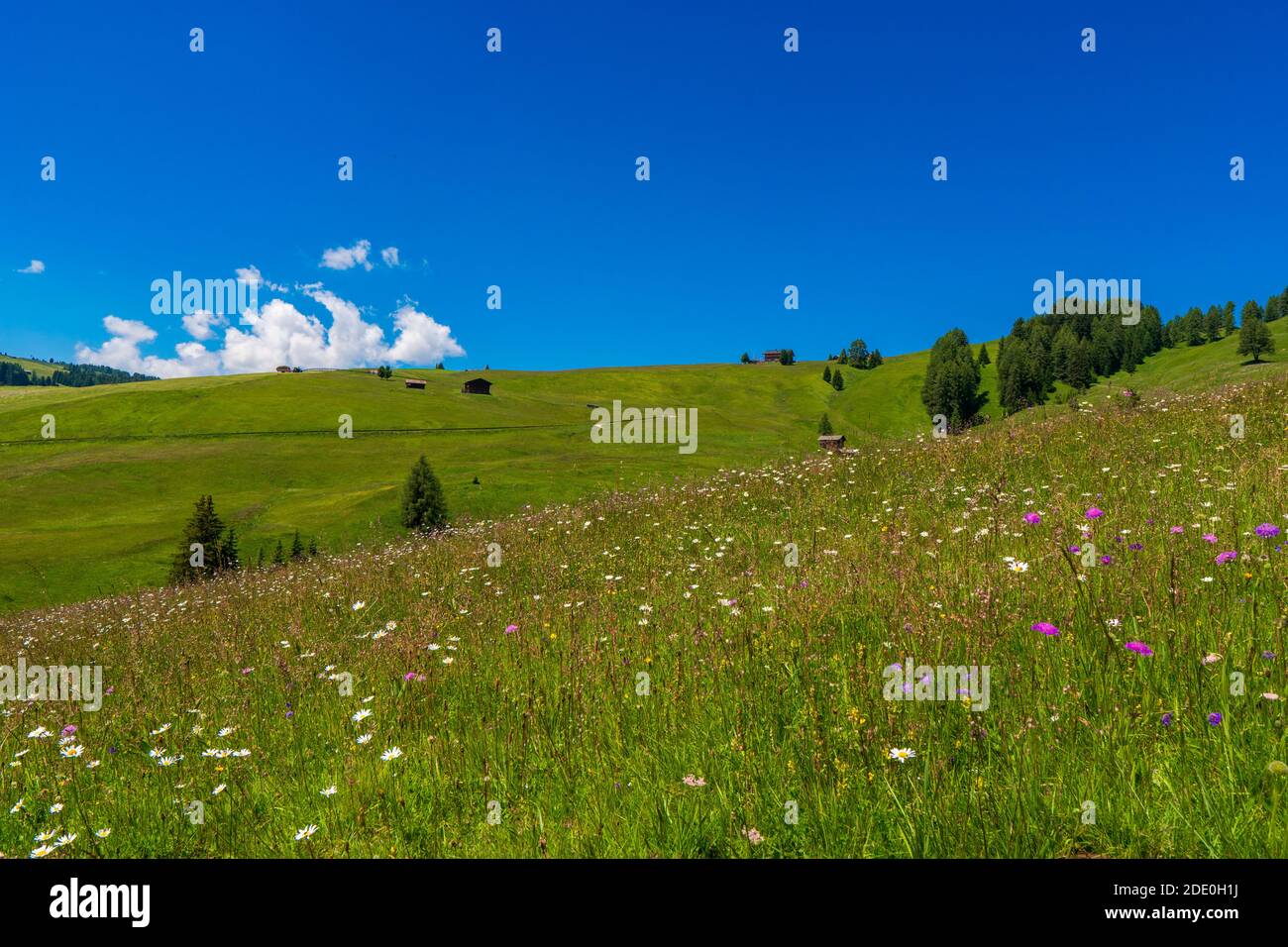 Alpe di Siusi - Alpe di Siusi - Sciliar avec groupe montagne Schlern en arrière-plan. Fleurs de Printemps jaune et du lodge de dolomites, Trentin-Haut-Dja Banque D'Images