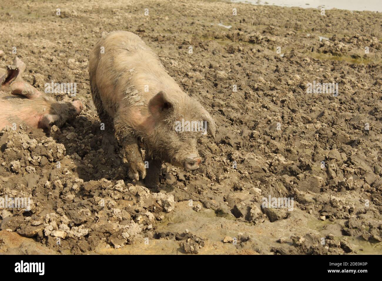 un drôle de cochon de freerange marche dans un terrain boueux dans une ferme biologique aux pays-bas Banque D'Images